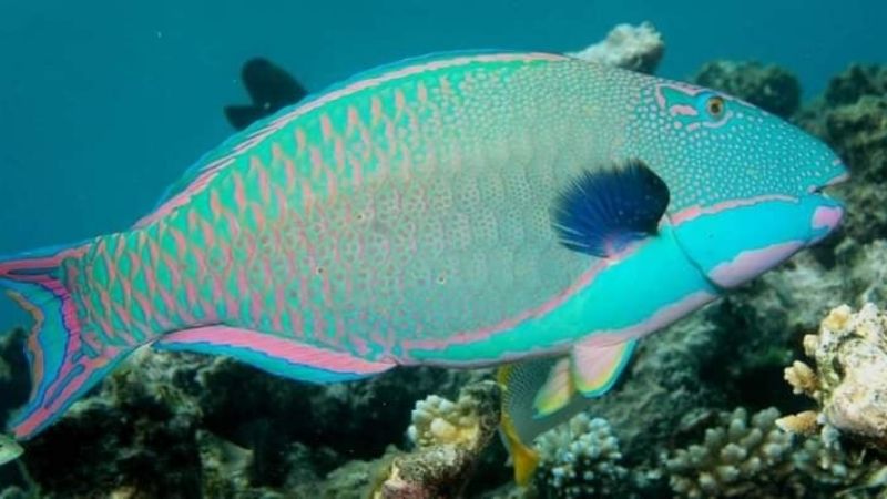 Pesca furtiva disminuye población del pez loro en Cozumel, Quintana Roo