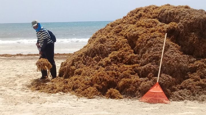 Sargazo en Playa del Carmen afecta a restaurantes