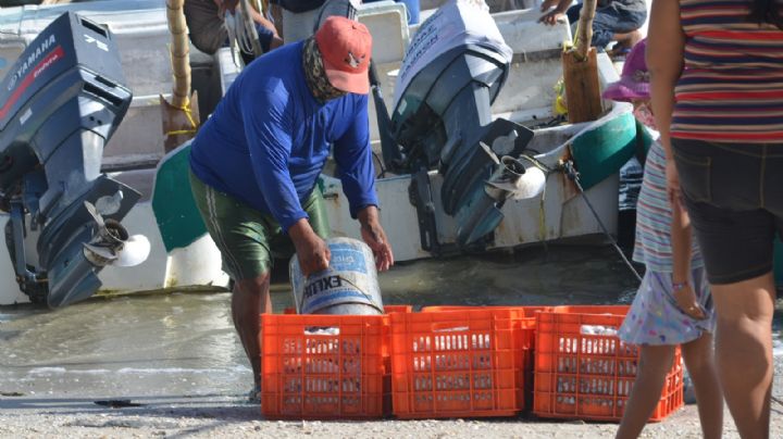 Pescadores capturan más de 9 mil toneladas de pulpo en Yucatán