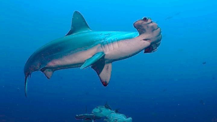 Pobladores de Xcalak, Quintana Roo, avistan un tiburón martillo en la zona de 'Portillas'