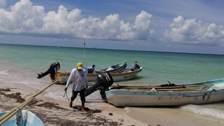 Frente Frío en Yucatán: Pescadores reportan baja captura de pulpo en Celestún