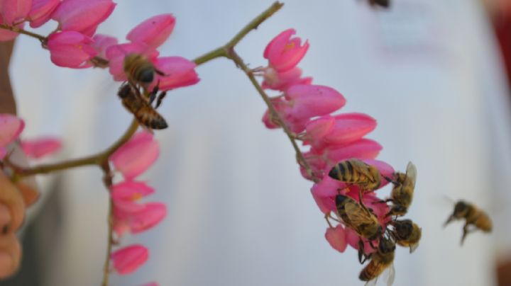 Químicos tóxicos provocan disminución de colmenas de abejas en Quintana Roo