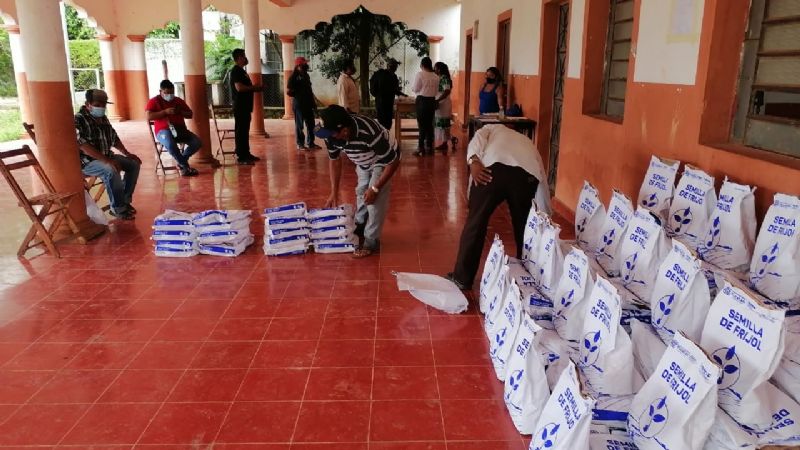 150 ejidatarios de Tekax, Yucatán, pierden cosecha de maíz