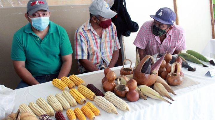 Campesinos de Xoy, Yucatán, promueven el uso de semillas nativas