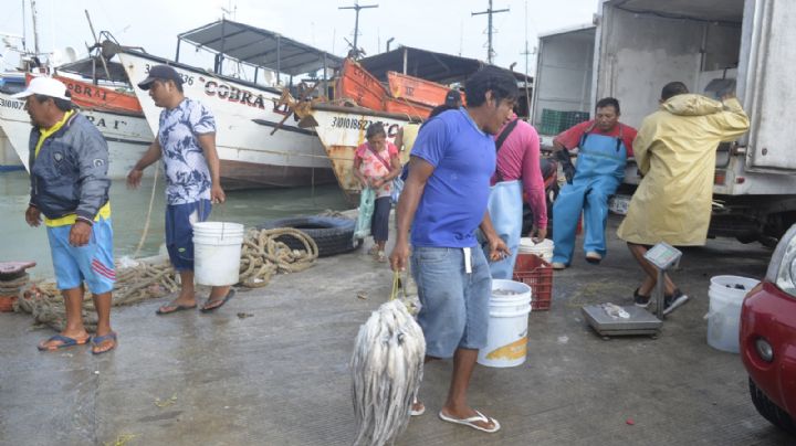 Pescadores celebran captura de 5 mil 500 toneladas de pulpo en Yucatán