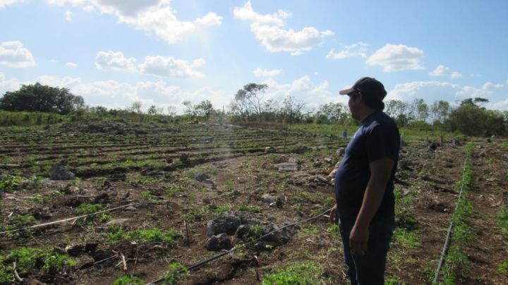 Agricultura temporal, en crisis en Yucatán: Campesinos