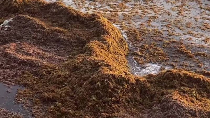 Recale masivo de sargazo y falta de arena afectan anidación de tortugas en Isla Mujeres