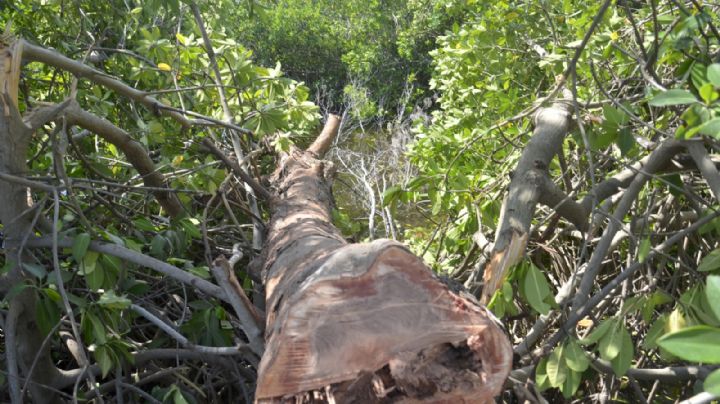 Denuncian tala ilegal de maderas preciosas en el Ejido Bacalar; lleva 6 años sin atención