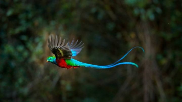 Aves de la Península de Yucatán, coloridas y elegantes: INFOGRAFÍA
