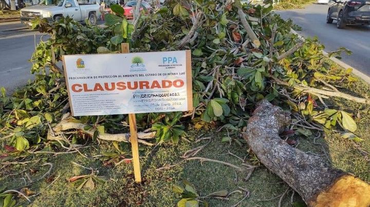 Cedheqroo emite medidas precautorias contra presunto ecocidio en Chetumal