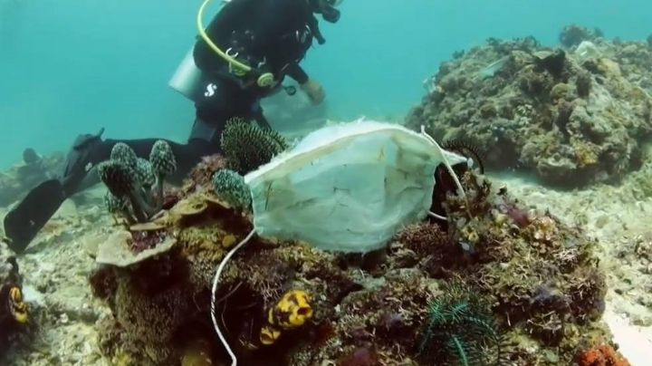 Recogen más de tres mil cubrebocas en el lecho marino de Isla Mujeres