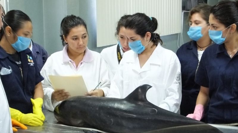 Necropsia de la UADY revela causa de muerte de los delfines varados en Chelem