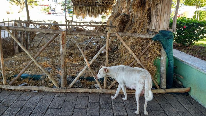 Roban a tres cachorros que nacieron en un pesebre en Peto, Yucatán