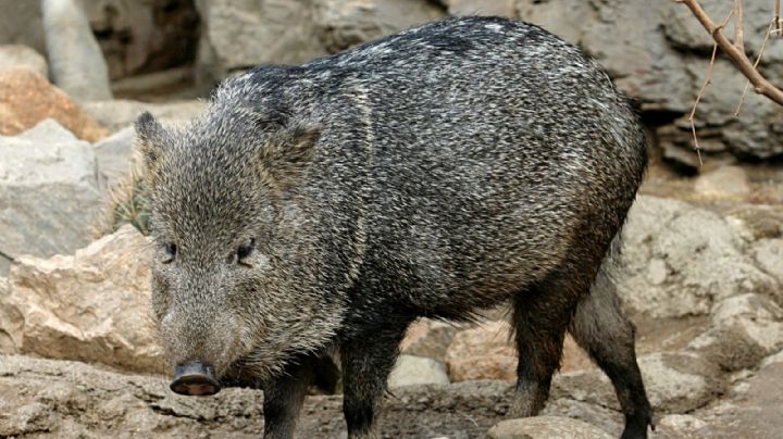 El Pecarí, tímido cerdo salvaje de la selva maya: INFOGRAFÍA