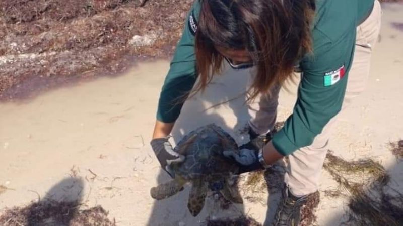 Vara tortuga marina en estado de deshidratación en Progreso