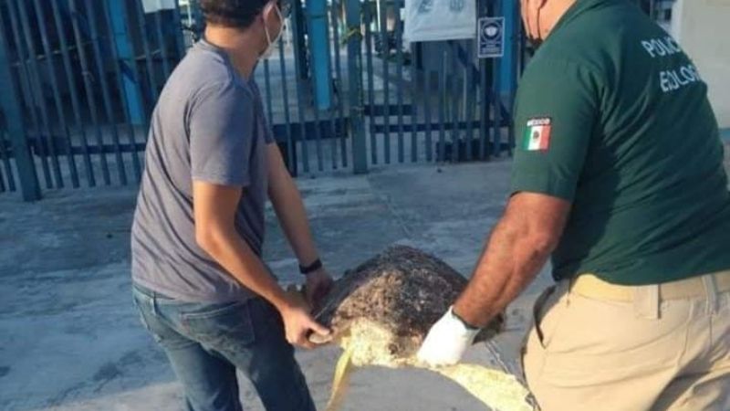 Hallan una tortuga caguama varada en la costa de Progreso