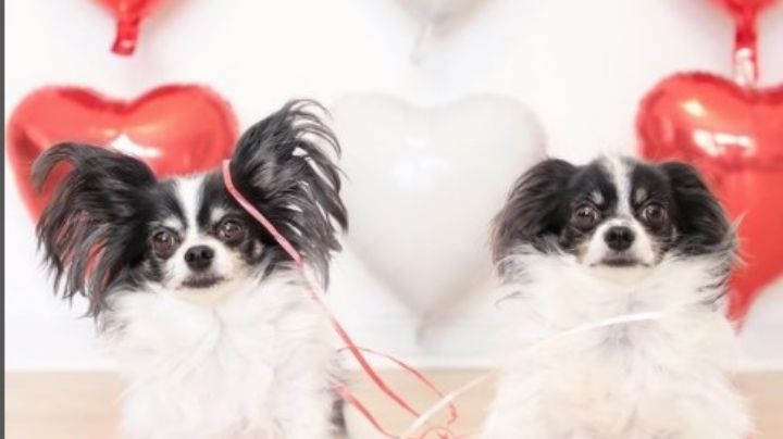 Perros clonados, la nueva sensación de Instagram