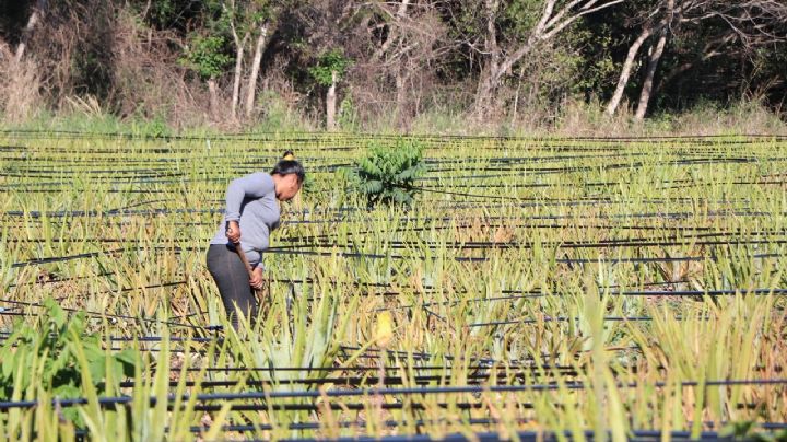 Piden a productores de Campeche dejar de usar agroquímicos en el campo