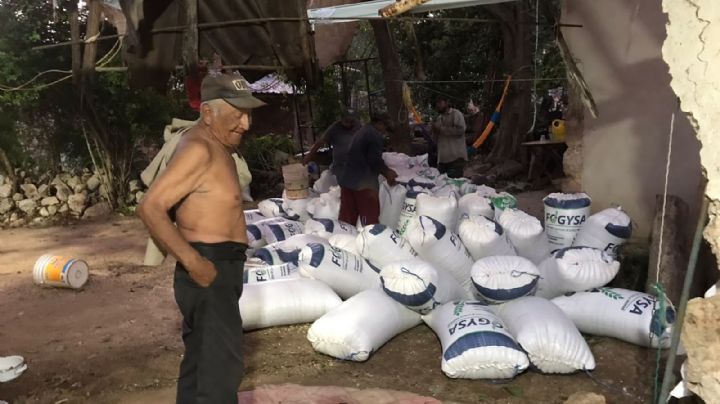 Fertilizante ofertado por el Gobierno afectó la producción de maíz en Hopelchén: Campesinos