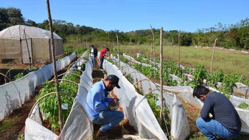 Estudio universitario busca beneficiar al cultivo de chile xcatik en Peto, Yucatán