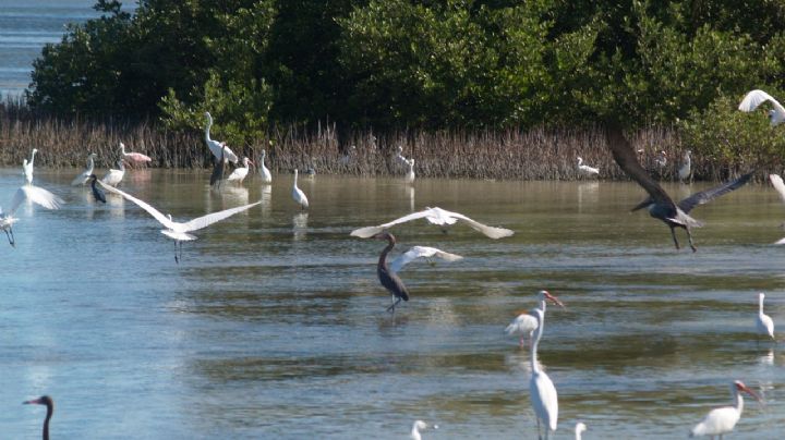 Aves acuáticas llegan a los manglares del puerto de Chabihau, Yucatán