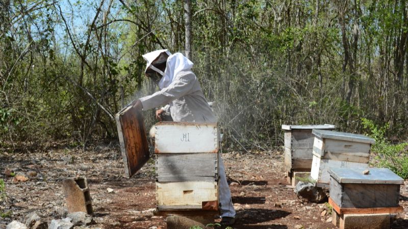 Apicultores de Yucatán colocan al estado en el primer lugar nacional en producción de miel