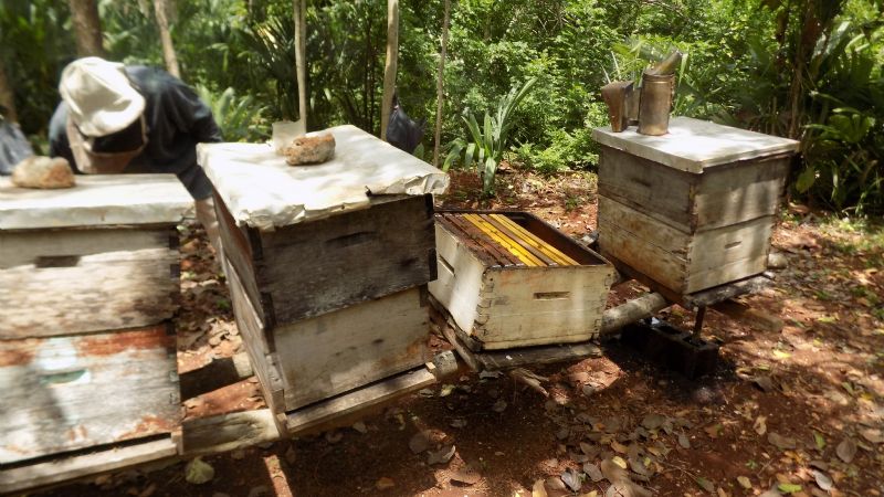 Bajas temperaturas en Yucatán frenan la apicultura en Peto