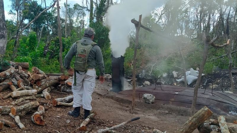Profepa y Guardia Nacional desmantelan hornos ilegales de carbón vegetal en Campeche