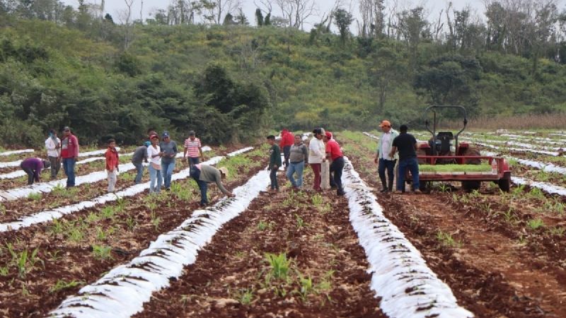 Campeche: De 443 mil personas económicamente activas, 5% son empleadores