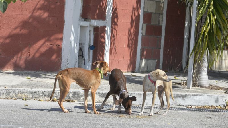 40% de los animales rescatados en Mérida, fueron adoptados: CEMCA