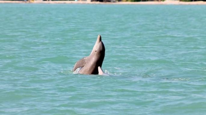 Laguna de Términos, paraíso natural de delfines en Campeche