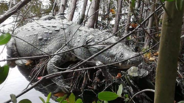 Familias de la Ciénega 2000, amenazados por enormes cocodrilos en Progreso