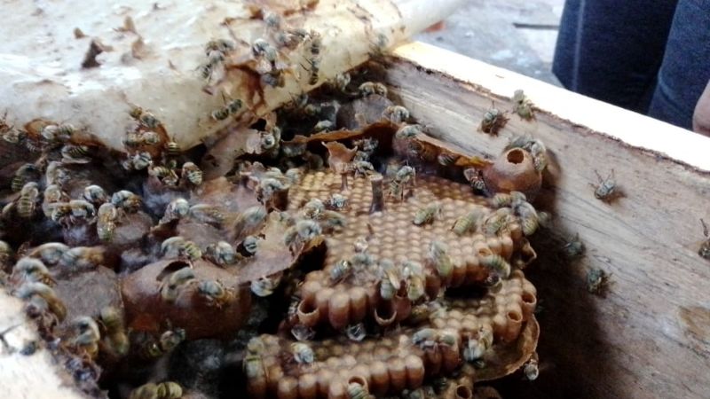 Matrimonio de Sinanché apuesta a la crianza de abejas nativas maya