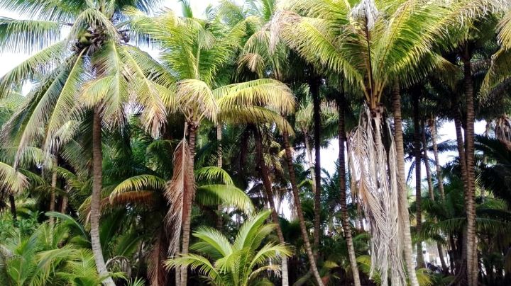 Ejidatarios de San Crisanto, Yucatán, 40 años de promover la plantación de coco
