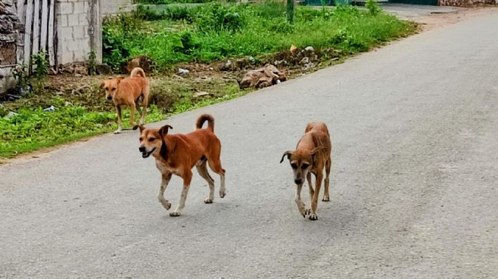 Perros callejeros en la carretera Peto-Tahdziú ponen en riesgo a conductores