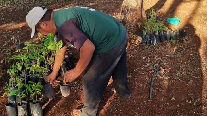 Con 100 árboles, campesinos de Tenabo reforestan sus parcelas