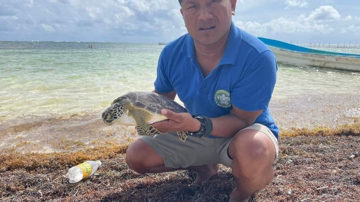 Chetumal: Rescatan a tortuga tras quedar varada entre el sargazo