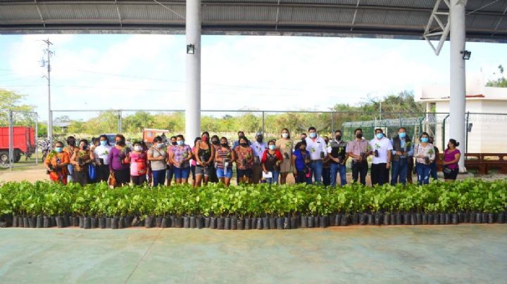 Fomentan el cultivo de achiote en Yucatán con más de 10 mil plantas