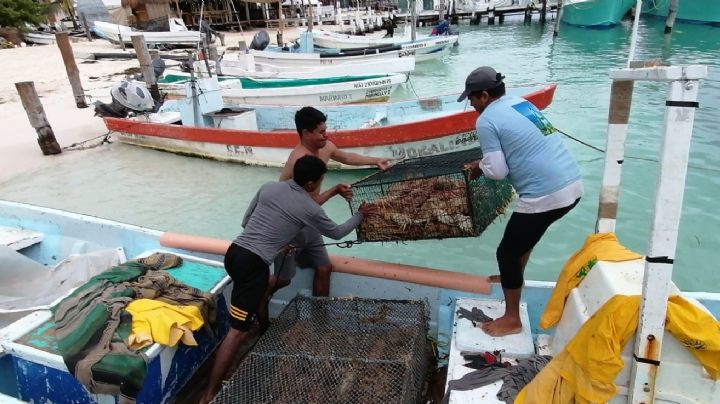 Frente Frío 19 beneficia a pescadores de langosta en Isla Mujeres, aseguran