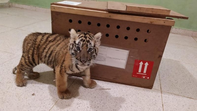 Cachorro de tigre de bengala es asegurado en el aeropuerto de Mérida