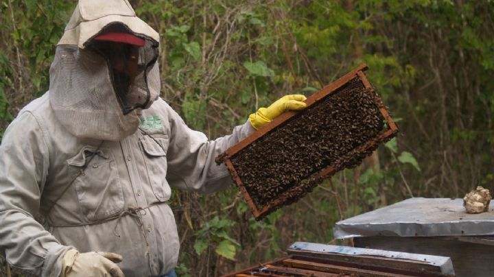 Producción de miel en Sinanché, detenida por la falta de floración