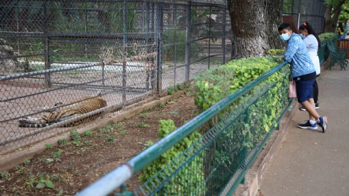 Zoológico de Mérida, opción para el resguardo de animales exóticos decomisados