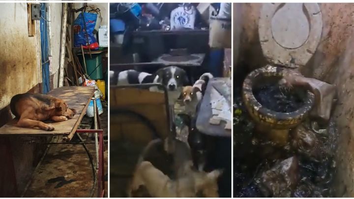 VIDEO: Hombre prepara a más de 100 perros para vender su carne a taquerías