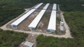 Kekén niega contaminación de granjas porcícolas en Yucatán; llama ‘mentirosos’ a pobladores y funcionarios