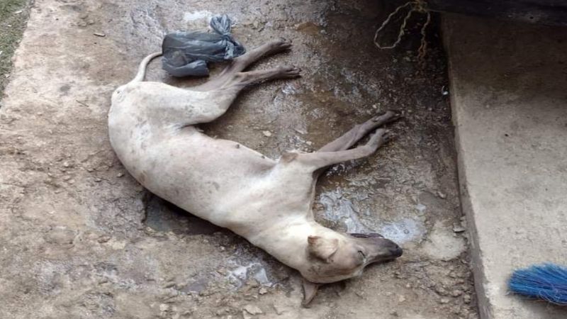 Familias de Conkal temen por envenenamiento de perros en la zona