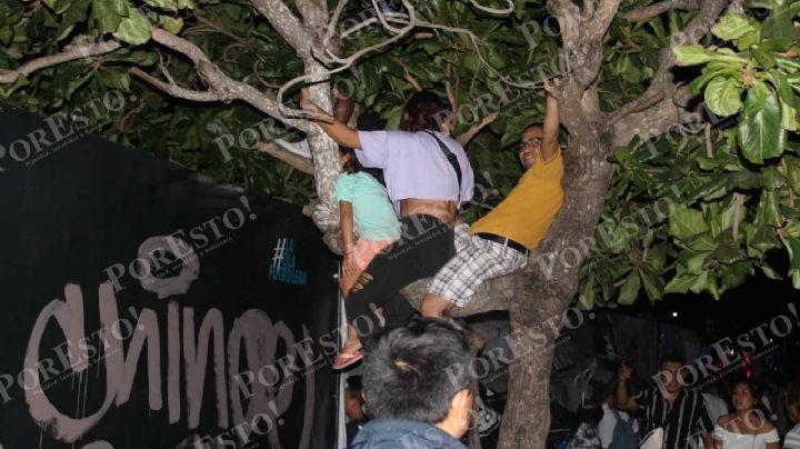 ¡Hasta en los árboles! fans de Daddy Yankee disfrutaron del concierto en Cancún: FOTO