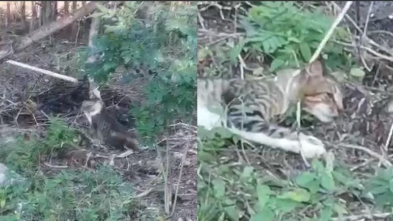 Menores de Dzemul que mataron a un gato comparecerán por maltrato animal