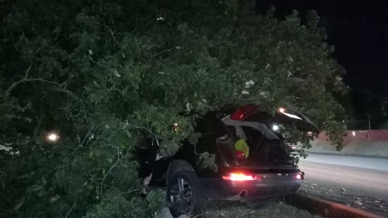Cancún: Conductor derriba árbol con su auto en la Región 97 y se da a la fuga