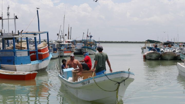 Marea roja y nortes, hunden pulpeada en Yucatán; se han capturado 15 mil toneladas