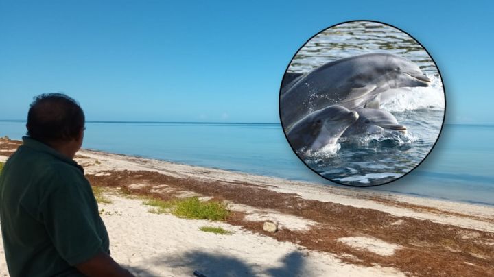 Delfines sorprenden con su visita en la costa de San Crisanto, Yucatán: VIDEO